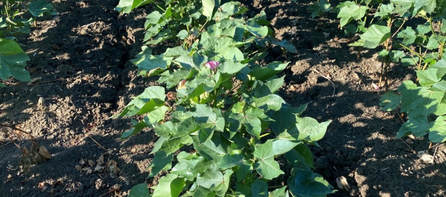 Conservation for Farm Profitability (Podcast)