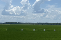 Large Plot Rice Cultivar Demonstration, 2022