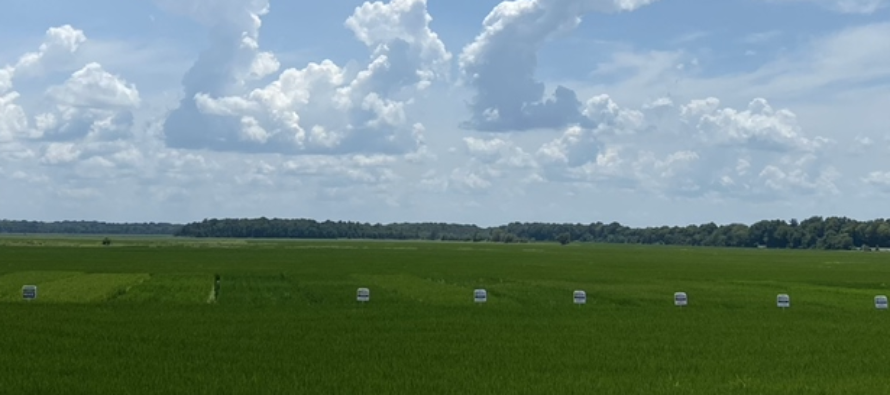Large Plot Rice Cultivar Demonstration, 2022