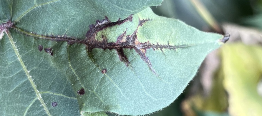 2022: Response of Cotton Varieties to Inoculation with Xanthomonas citri pv. malvacearum, the Causal Organism of Bacterial Blight