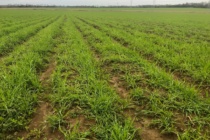Cover Crop Termination and Preparation for Corn Planting