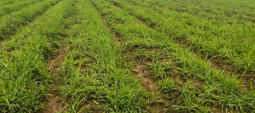 When should Cover Crops be Terminated for Corn?