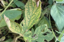 2022 Soybean Stem Canker Inoculated Variety Trial Evaluations (revised)