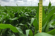 How to Determine Corn Vegetative Growth Stages