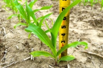 Video – How to Identify Corn Vegetative Growth Stages