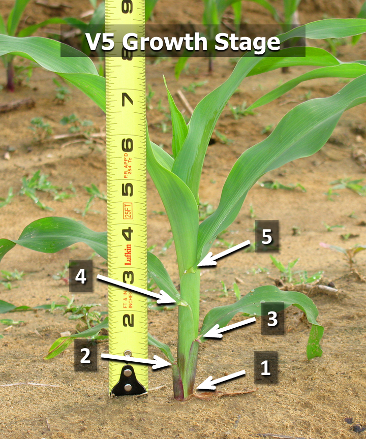 How to Determine Corn Vegetative Growth Stages Mississippi Crop Situation