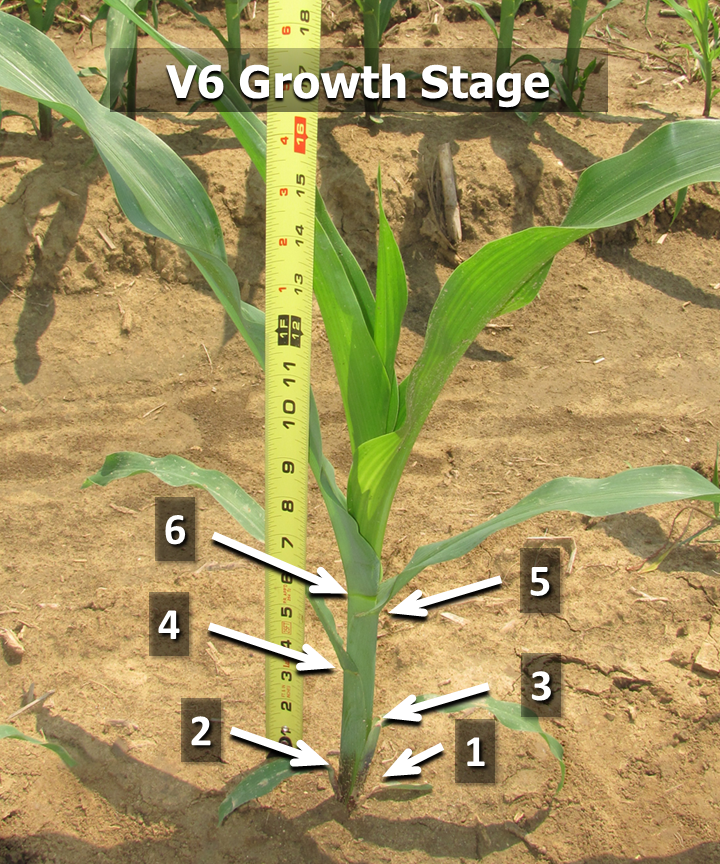 How to Determine Corn Vegetative Growth Stages Mississippi Crop Situation