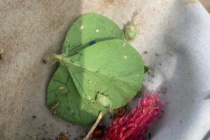Survey Results for Redbanded Stink Bugs