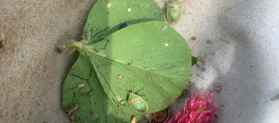 Survey Results for Redbanded Stink Bugs