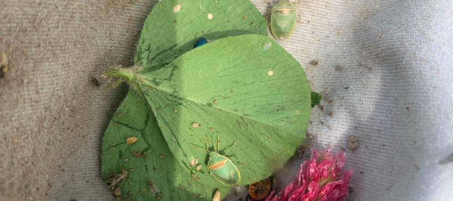 Redbanded Stink Bug Ditch Bank Surveys 4.7.2023