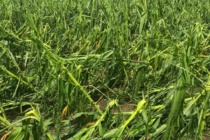 Corn Hail Damage and other Storm Issues