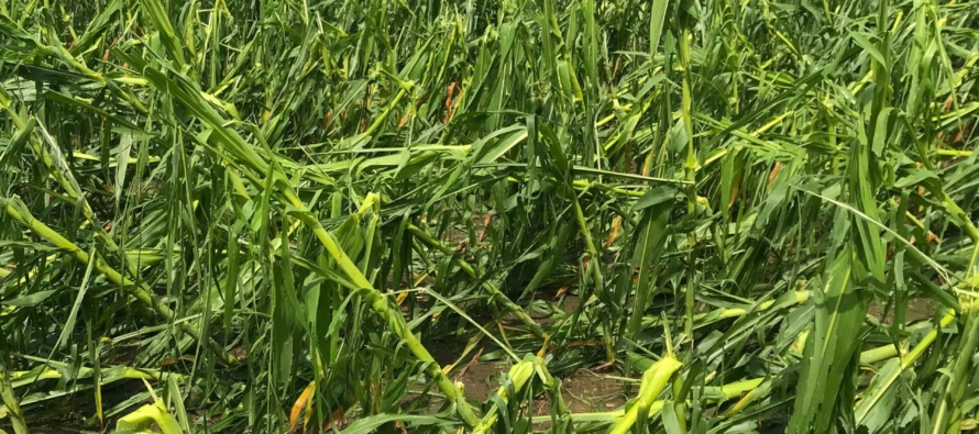 Corn Hail Damage and other Storm Issues