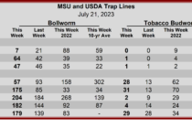 Heliothine Trap Counts, July 21, 2023