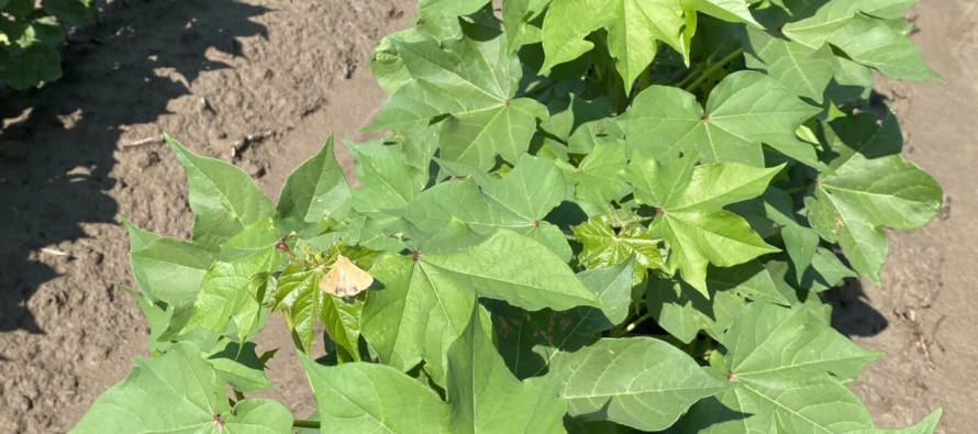 2023 Bollworm Management Decisions for Cotton