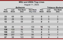 Heliothine Trap Counts, August 11, 2023