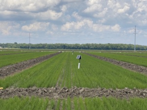 2023 Delta Area Rice Meeting – November 15th | Mississippi Crop Situation