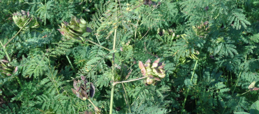 Illinois Bundleflower