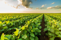 Managing Weeds in Mississippi without Dicamba