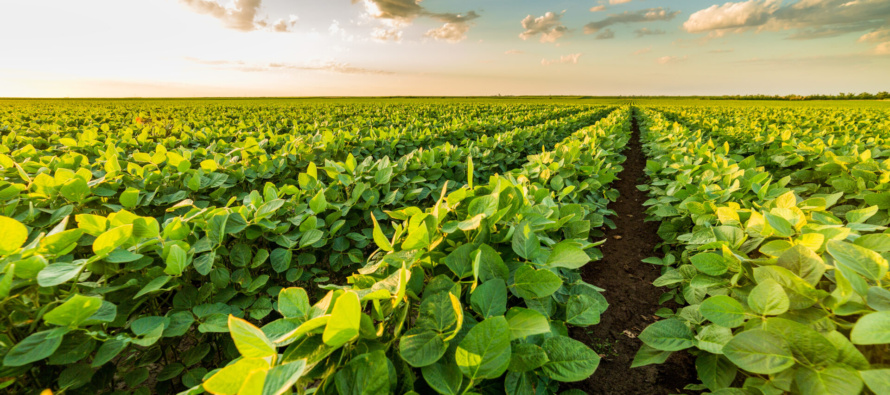 Managing Weeds in Mississippi without Dicamba