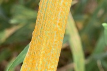 Wheat Disease Update: April 13, 2024