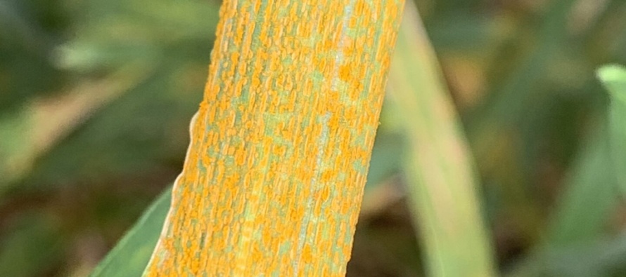 Wheat Disease Update: April 13, 2024