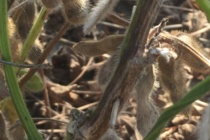 2023 Soybean Stem Canker Inoculated Variety Trial Evaluations