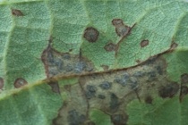 2023 Verona, MS Soybean Variety Trial Frogeye Leaf Spot Evaluation Ratings