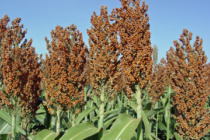 2024 Grain Sorghum Hybrid Suggestions