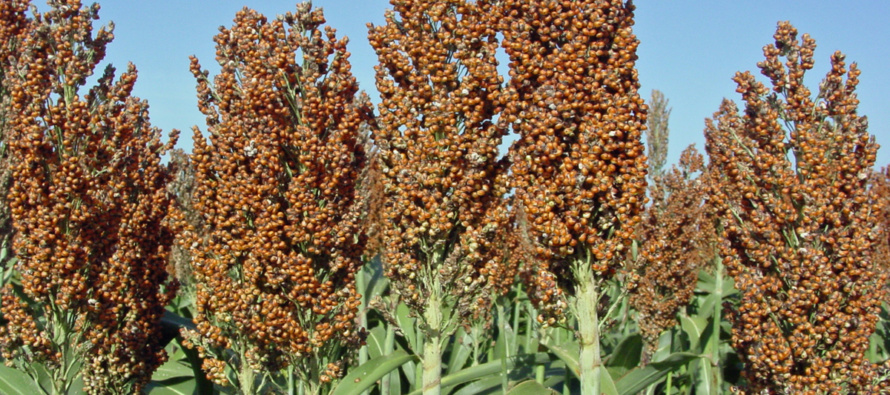 2024 Grain Sorghum Hybrid Suggestions