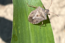 Brown Stink Bugs in Seedling Corn: Scouting and Management