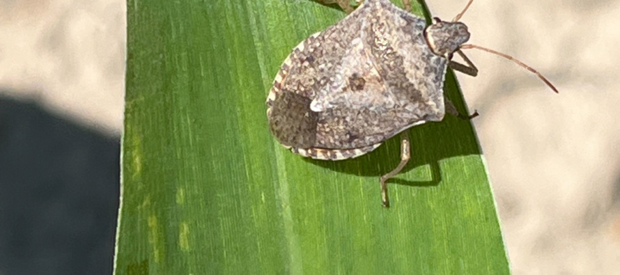 Brown Stink Bugs in Seedling Corn: Scouting and Management