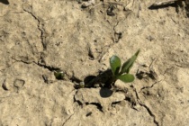 Replant Considerations in Soybean