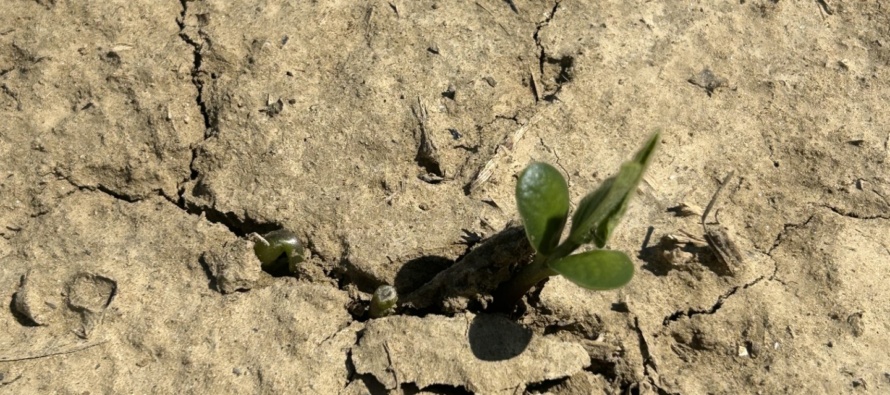 Replant Considerations in Soybean
