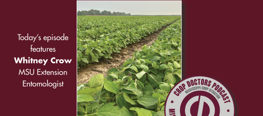 Crop Doctors Podcast: Current Insect Pressure in Mississippi Cotton and Soybean