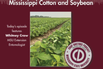 Current Insect Pressure in Mississippi Cotton and Soybean (podcast)