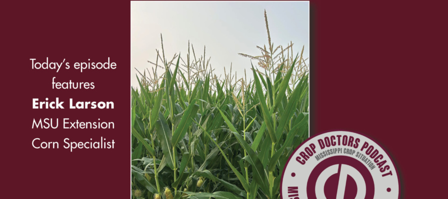Finishing Out Corn Nitrogen After Prolonged Wet Weather (podcast)