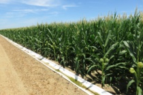 Corn irrigation initiation and strategies for 2025