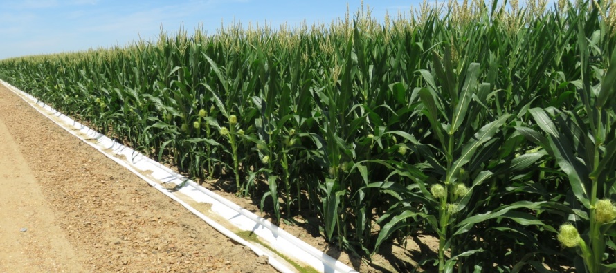Corn irrigation initiation and strategies for 2025