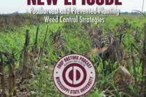 Podcast: Postharvest and Prevented Planting Weed Control Strategies