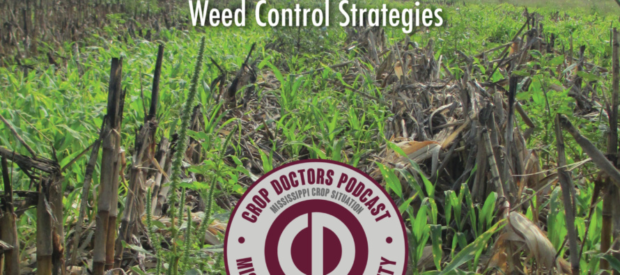 Podcast: Postharvest and Prevented Planting Weed Control Strategies