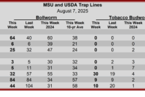 Heliothine Trap Counts, August 7, 2025
