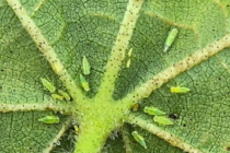 2025 Two-Spotted Cotton Leafhopper Distribution