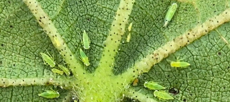 2025 Two-Spotted Cotton Leafhopper Distribution