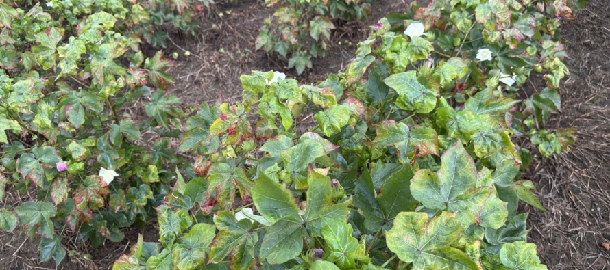 Two-Spotted Cotton Leafhopper / Cotton Jassid Update