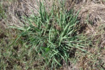 Dallisgrass