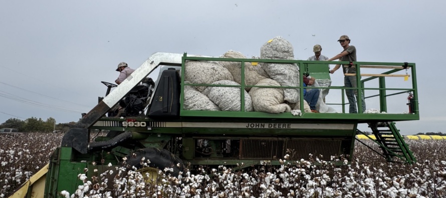 2025 Mississippi Cotton Official Small Plot Variety Trials