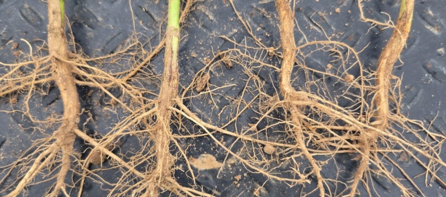 Soybean Nodulation Issues