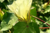 2026 Cotton PGR Varieties Guide