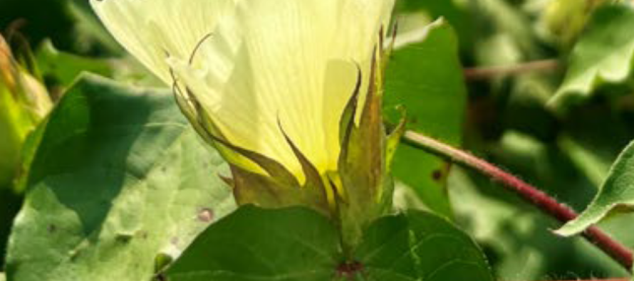2026 Cotton PGR Varieties Guide