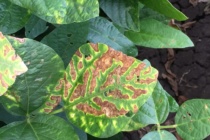 Fungicide Phytotoxicity and Soybean Response to Fungicide Products that Cause Phytotoxicity